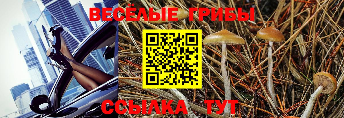 Пугачёв  Псилоцибиновые грибы Magic Shrooms  Вход с VPN 